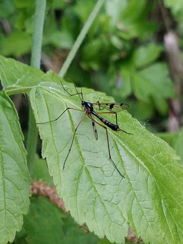 orange-marked cranefly, Wageningen, Nederland, photo 5 of 10