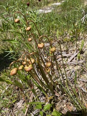 Sarracenia rubra