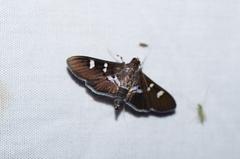 Desmia deploralis