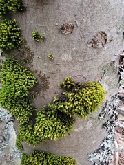 Ulota crispa