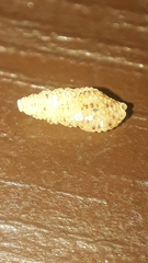 Steironepion piperatum