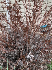 Podosphaera physocarpi