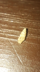 Steironepion piperatum