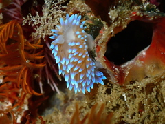 Antiopella capensis