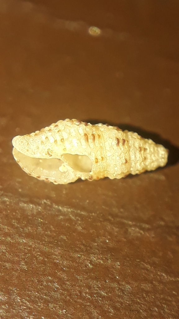 Steironepion