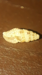 Steironepion piperatum