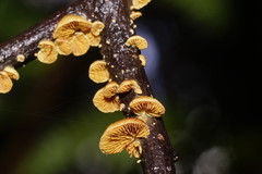 Crepidotus stromaticus