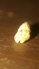 Steironepion piperatum