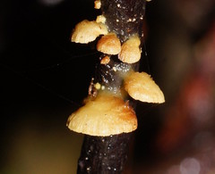 Crepidotus stromaticus