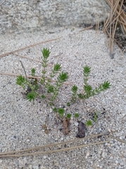 Leptosiphon melingii