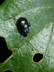 Arthrotus abdominalis