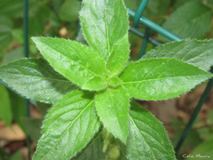 Pombalia calceolaria