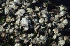 Saccostrea