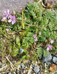 Erodium cicutarium