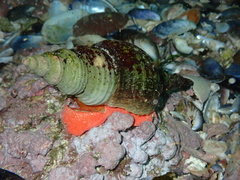 Africofusus ocelliferus