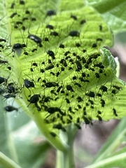 Uroleucon verbesinae