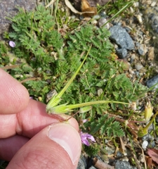 Erodium cicutarium