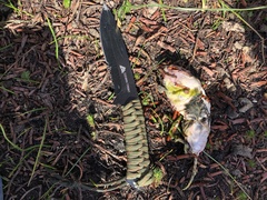 Cratogeomys planiceps