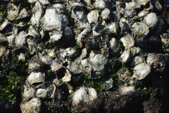 Saccostrea