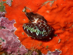 Gibbula multicolor