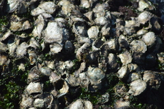 Saccostrea