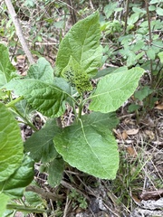 Uroleucon verbesinae