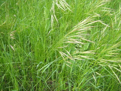 Bromus riparius