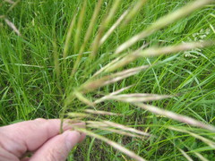 Bromus riparius