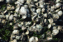 Saccostrea