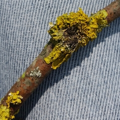 Xanthoria parietina