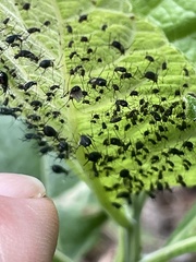 Uroleucon verbesinae