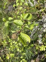 Viburnum ellipticum