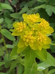 Euphorbia epithymoides