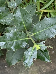 Ilex aquifolium