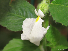Pombalia calceolaria