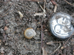 Oxychilus