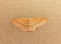 Cyclophora linearia