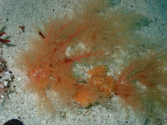 Thyone aurea