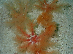 Thyone aurea