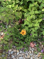 Dimorphotheca sinuata