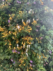 Mirabilis longiflora