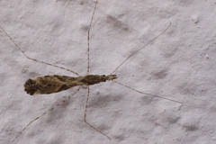 Empicoris culiciformis