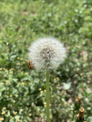 Taraxacum officinale