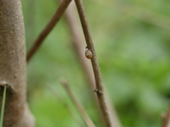 Hygromia cinctella