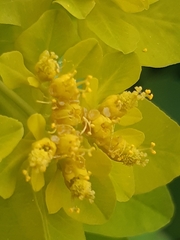 Euphorbia epithymoides