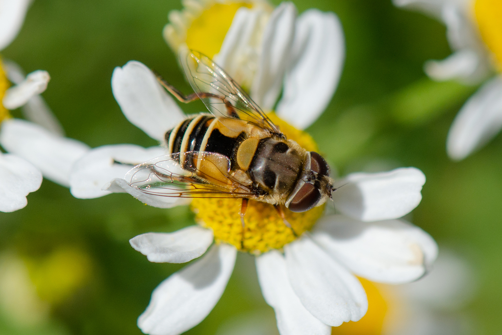 Palpada elegans