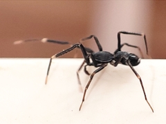 Liophrurillus flavitarsis