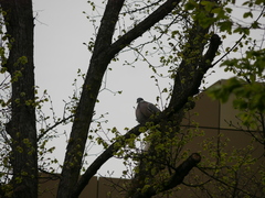 Columba palumbus