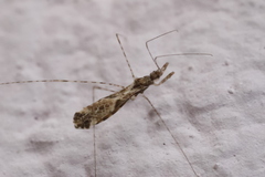 Empicoris culiciformis