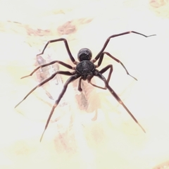 Liophrurillus flavitarsis